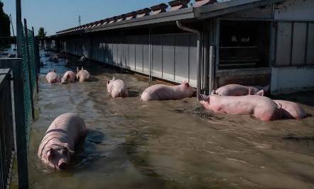 ALLUVIONE DELL'EMILIA: EMERGENZA AGRICOLTURA E COMPARTO ZOOTECNICO